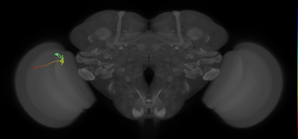 C2_L (MaleCNS:116548)