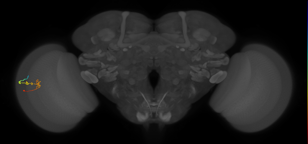 C2_L (MaleCNS:187148)