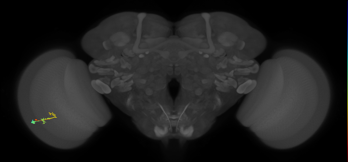 C2_L (MaleCNS:127100)