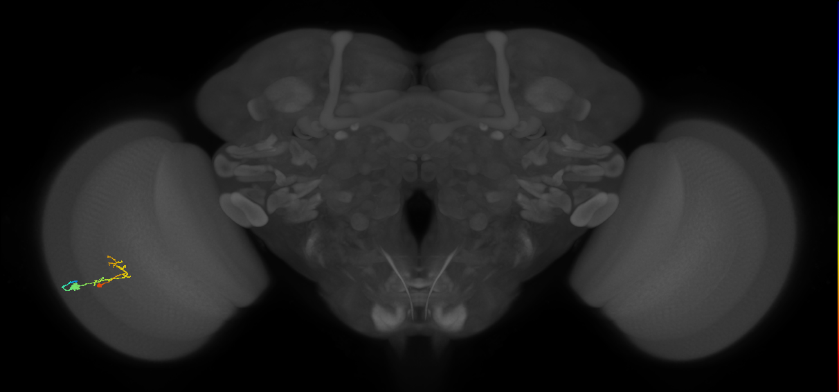 C2_L (MaleCNS:87904)