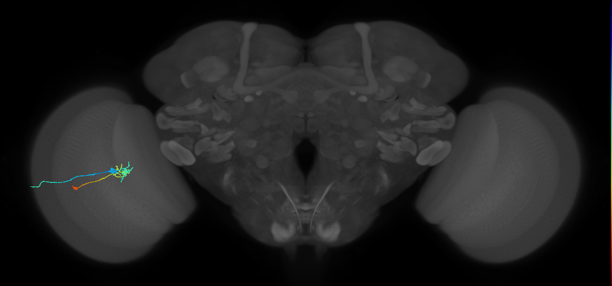 C2_L (MaleCNS:159267)