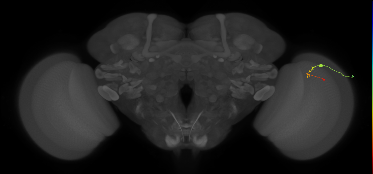 C2_R (MaleCNS:125930)