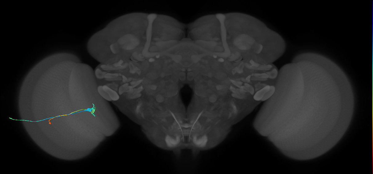 C2_L (MaleCNS:250977)