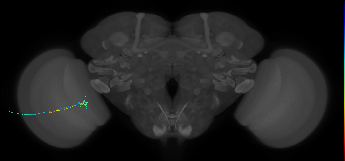 C2_L (MaleCNS:136649)