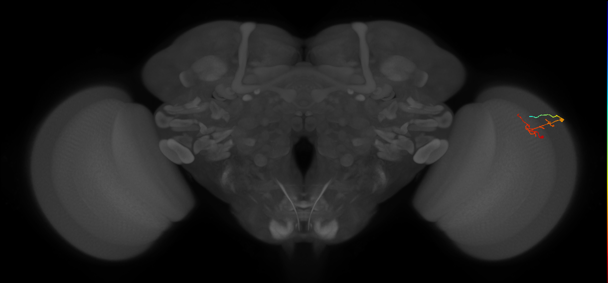 C2_R (MaleCNS:114010)