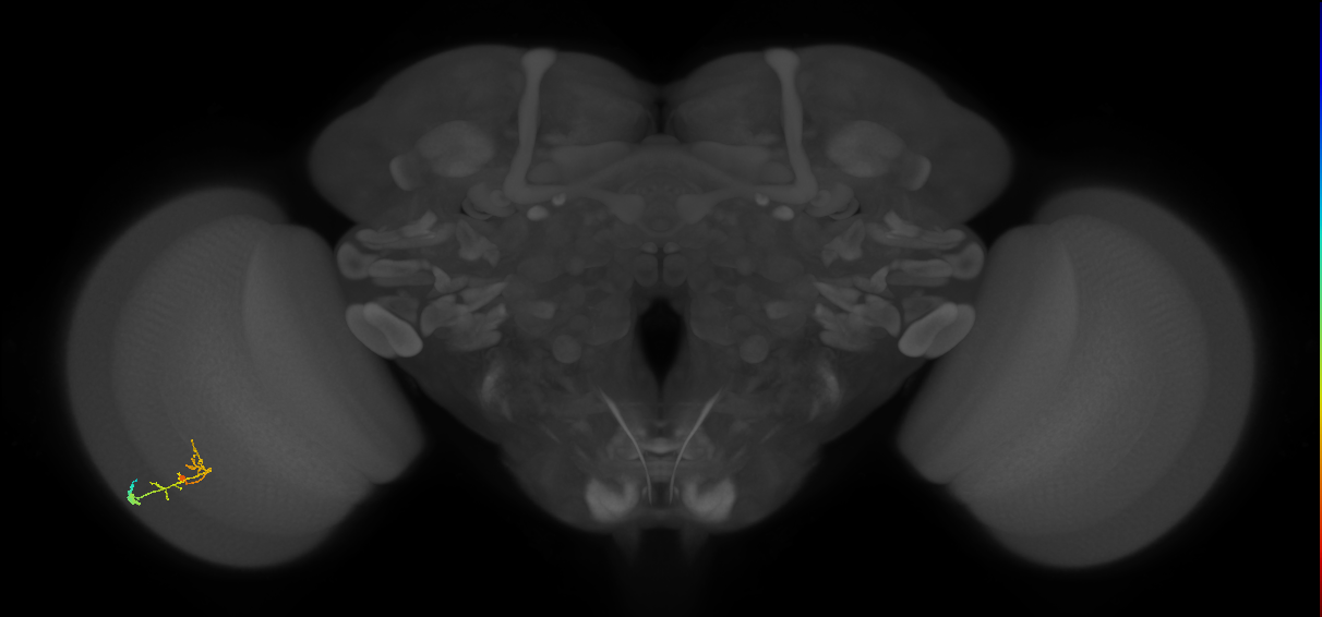 C2_L (MaleCNS:168691)