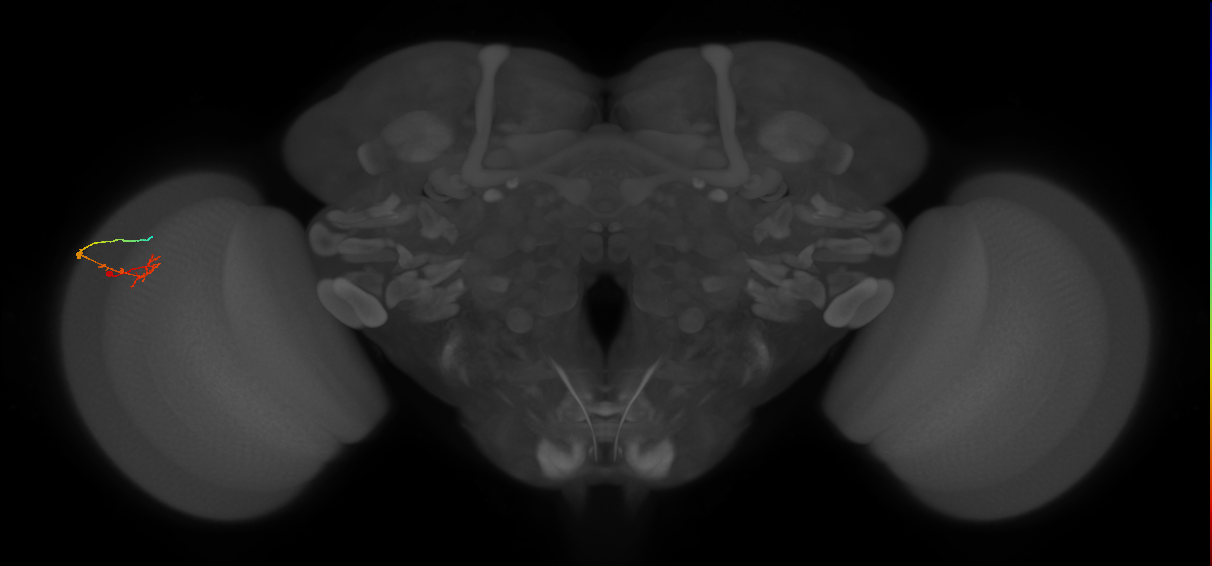 C2_L (MaleCNS:118095)