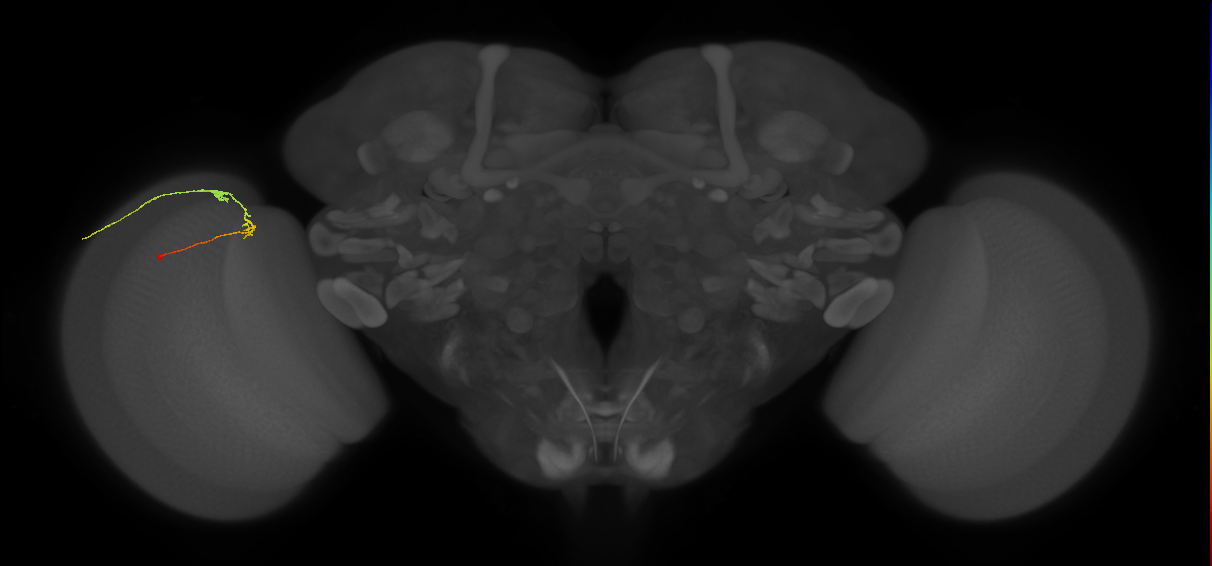 C2_L (MaleCNS:150185)