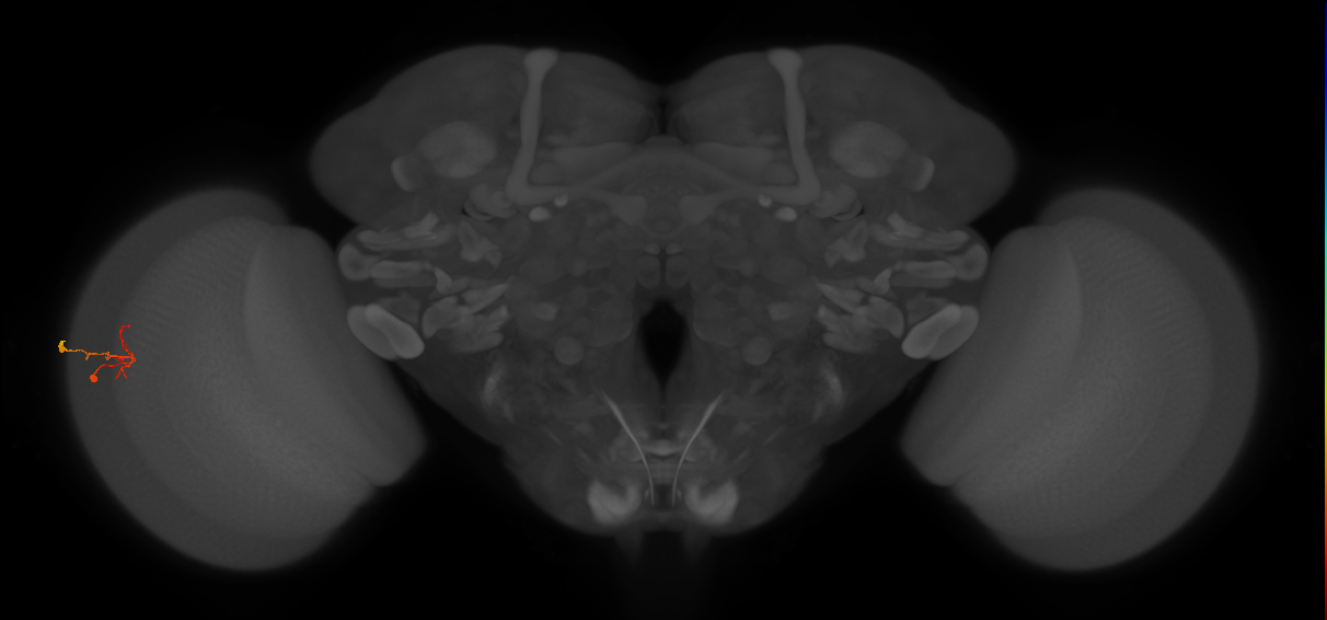 C2_L (MaleCNS:110470)