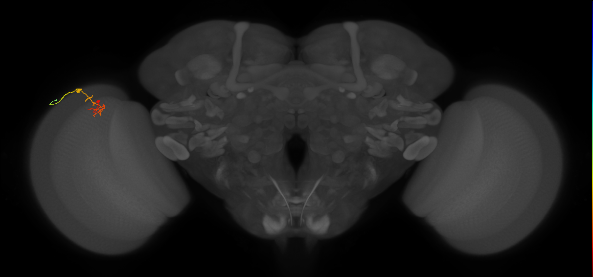 C2_L (MaleCNS:148670)