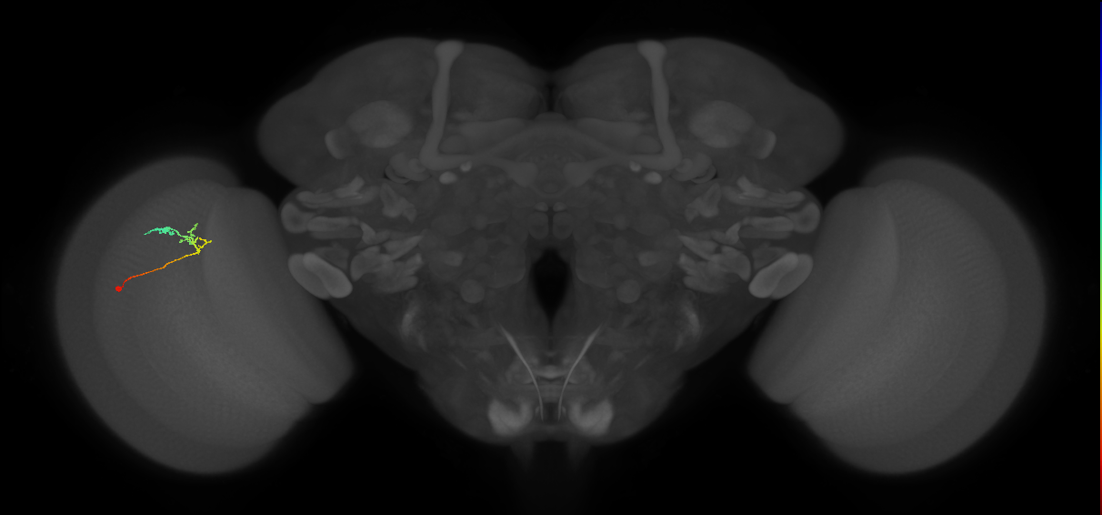 C2_L (MaleCNS:144377)