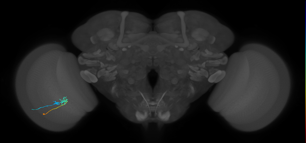 C2_L (MaleCNS:168107)