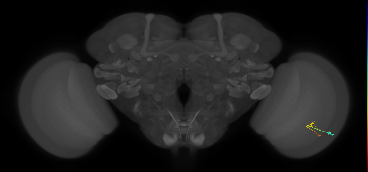 C2_R (MaleCNS:104916)