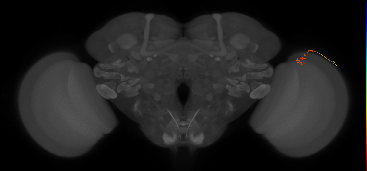 C2_R (MaleCNS:126636)