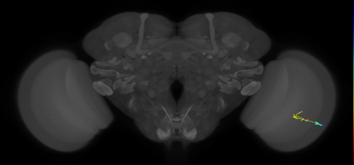 C2_R (MaleCNS:101512)