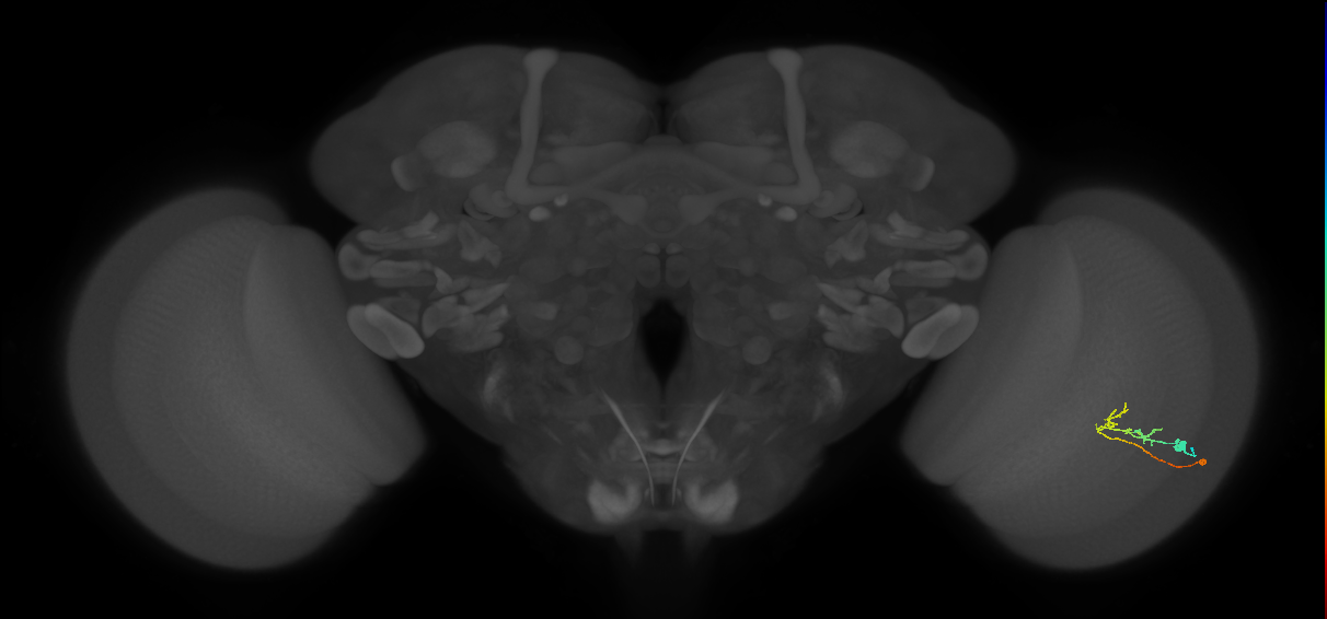 C2_R (MaleCNS:72073)