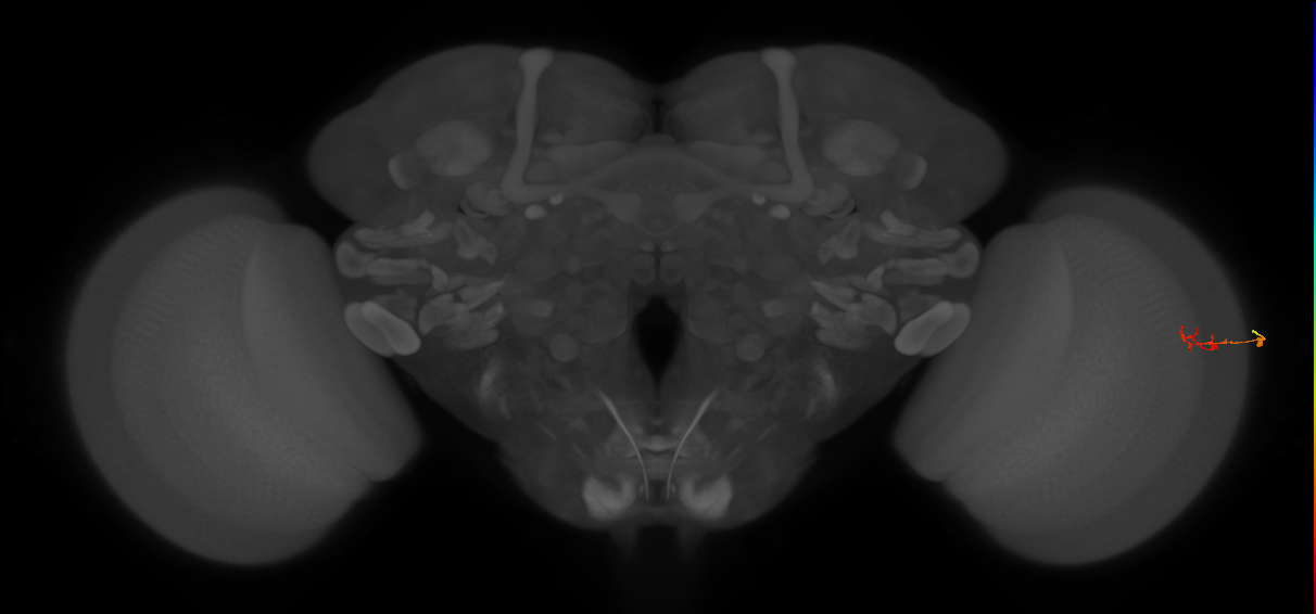 C2_R (MaleCNS:65107)