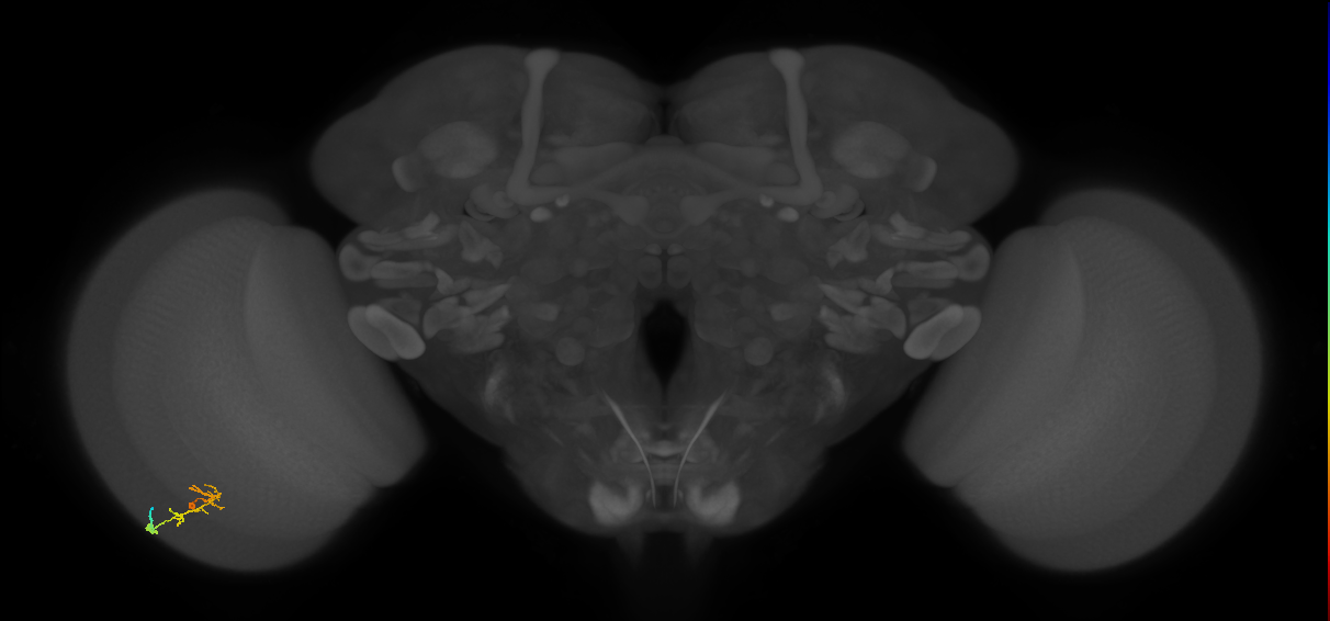 C2_L (MaleCNS:94821)