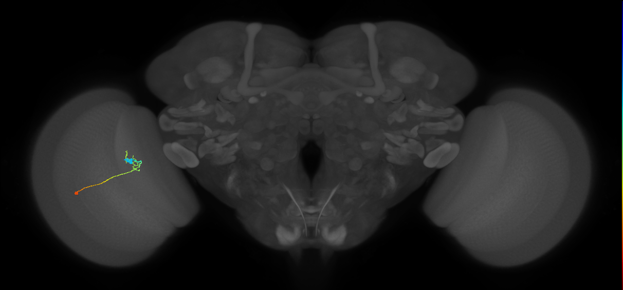C2_L (MaleCNS:100262)