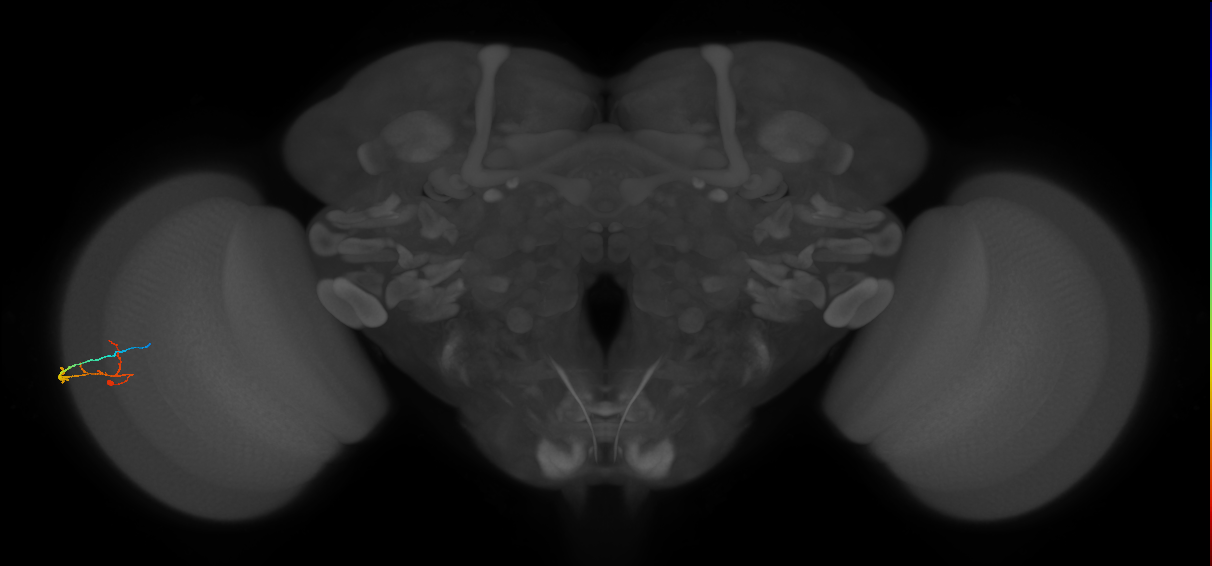 C2_L (MaleCNS:164490)