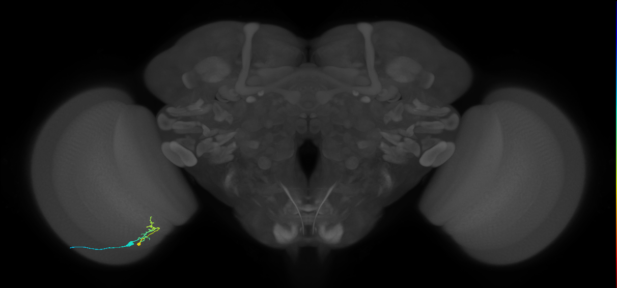 C2_L (MaleCNS:85685)