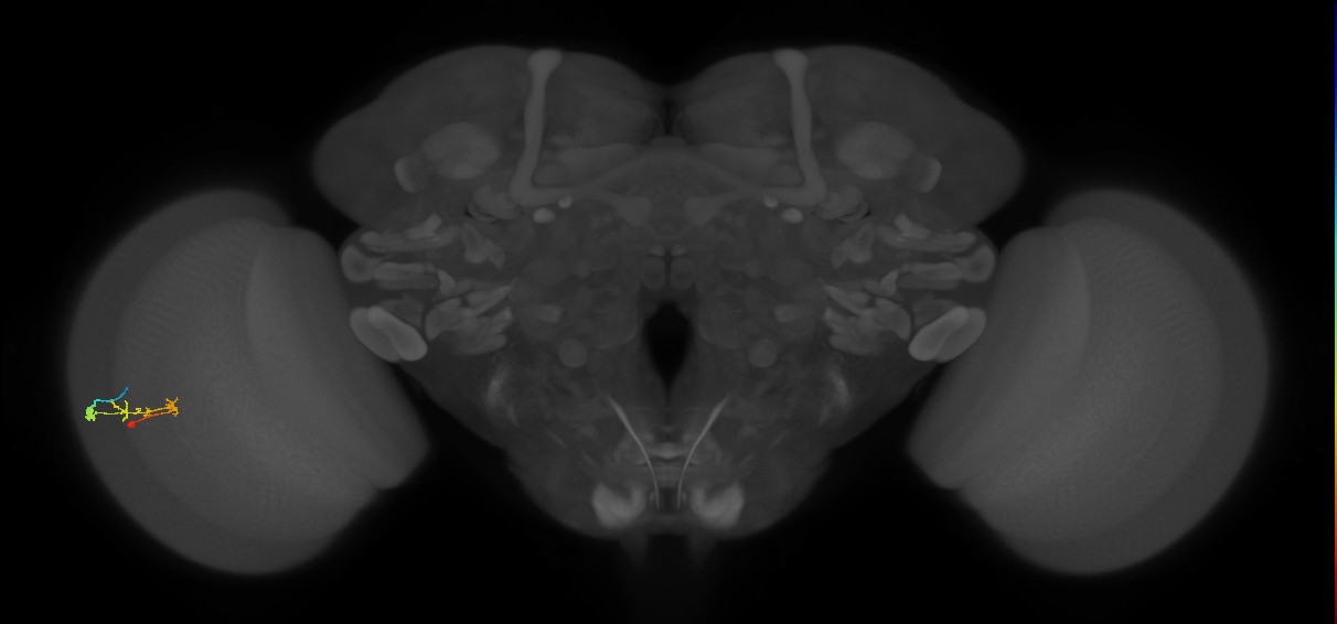 C2_L (MaleCNS:150186)