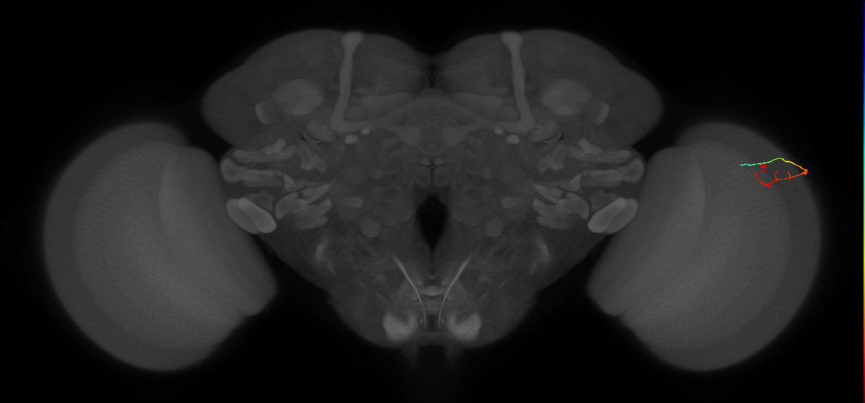 C2_R (MaleCNS:127854)