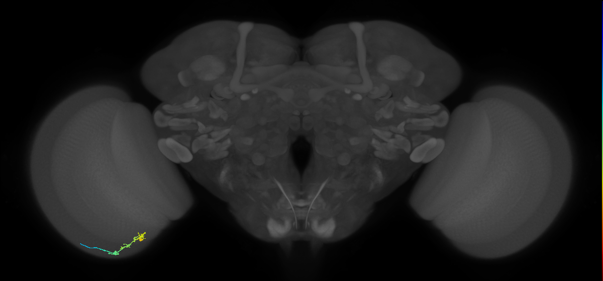 C2_L (MaleCNS:103338)