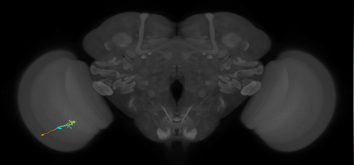 C2_L (MaleCNS:56980)