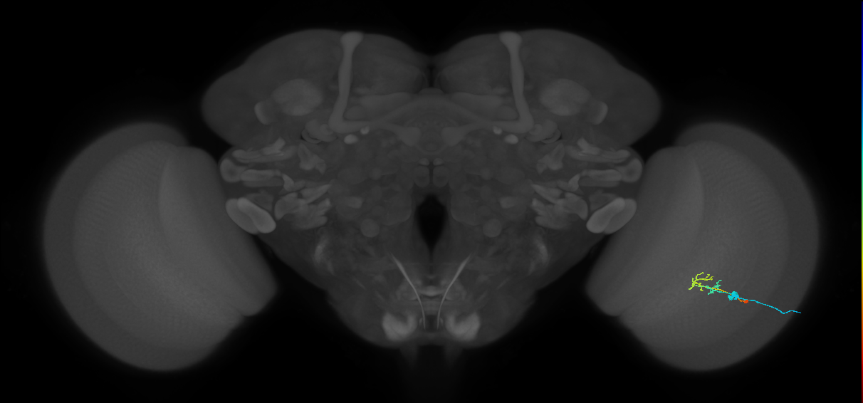 C2_R (MaleCNS:79951)