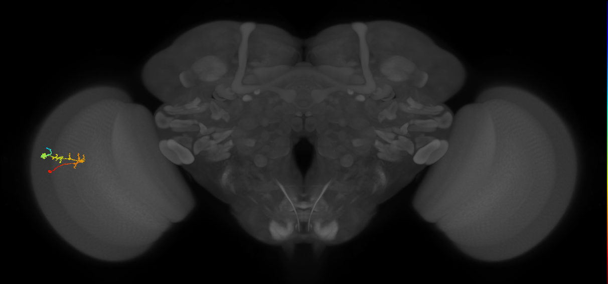 C2_L (MaleCNS:122700)