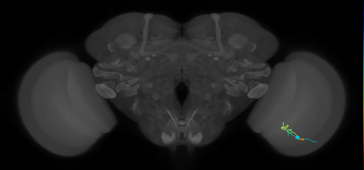 C2_R (MaleCNS:82426)