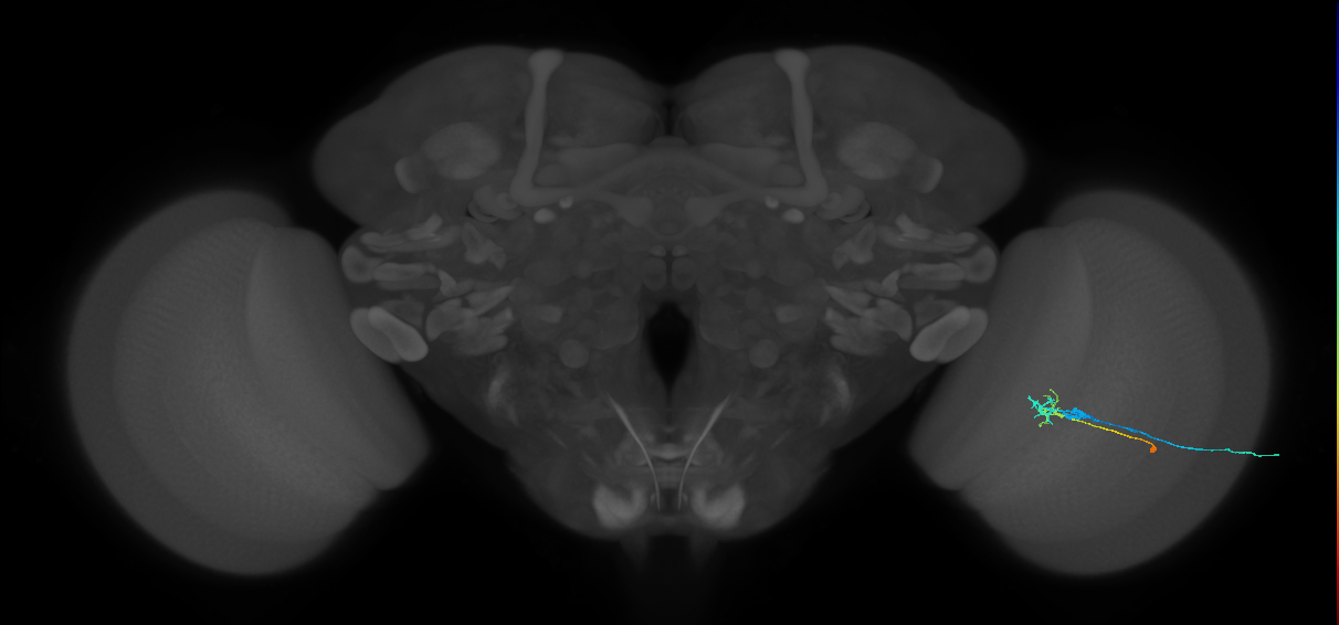 C2_R (MaleCNS:82601)