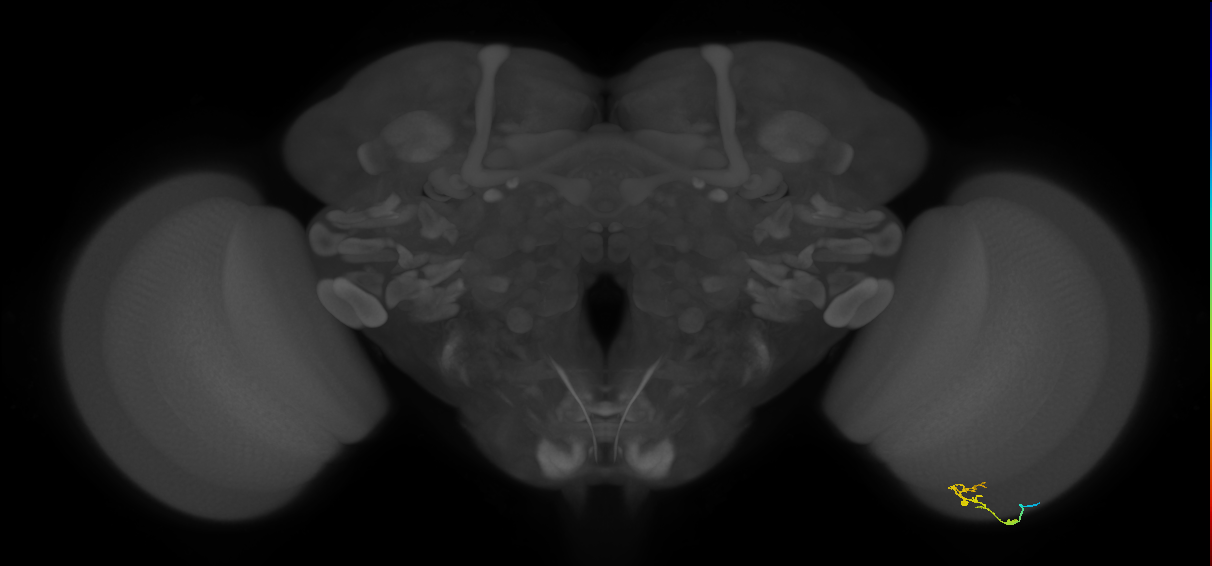 C2_R (MaleCNS:116437)