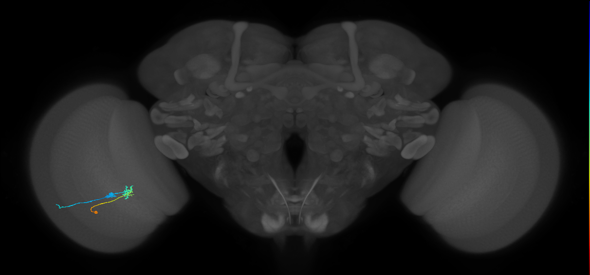 C2_L (MaleCNS:139530)