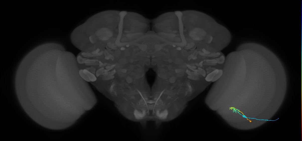 C2_R (MaleCNS:101145)
