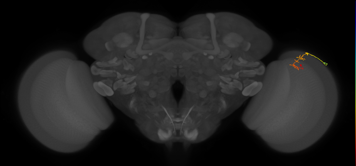 C2_R (MaleCNS:238640)