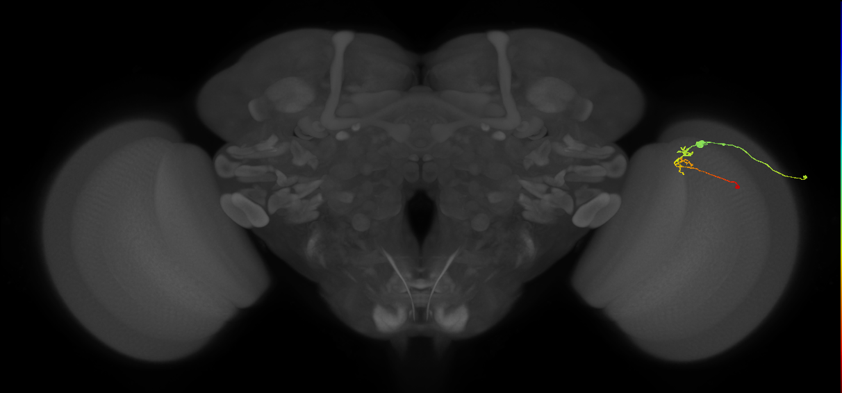 C2_R (MaleCNS:100062)