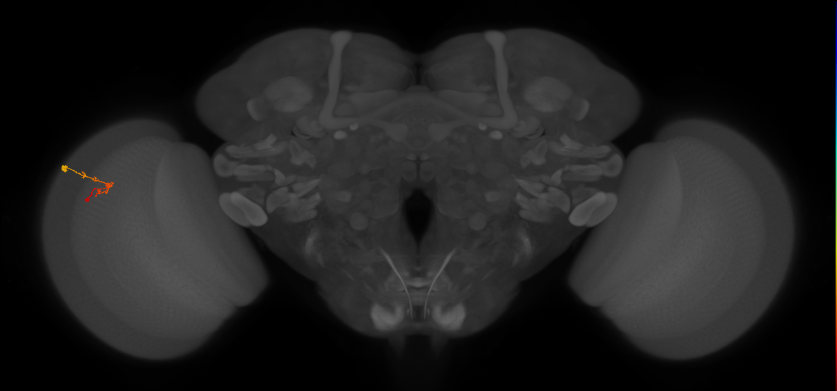 C2_L (MaleCNS:116474)