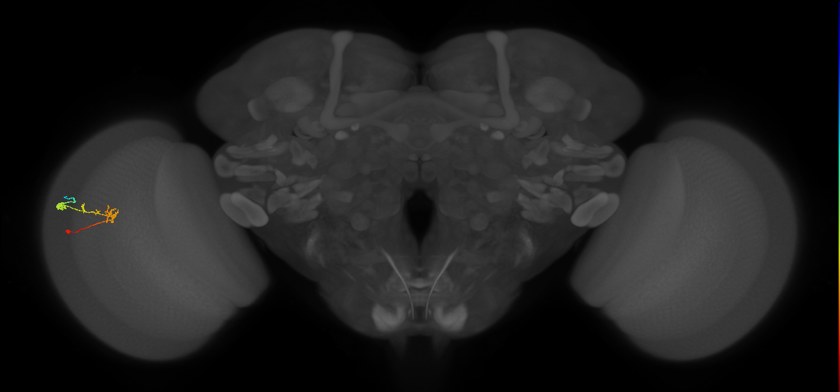 C2_L (MaleCNS:90149)
