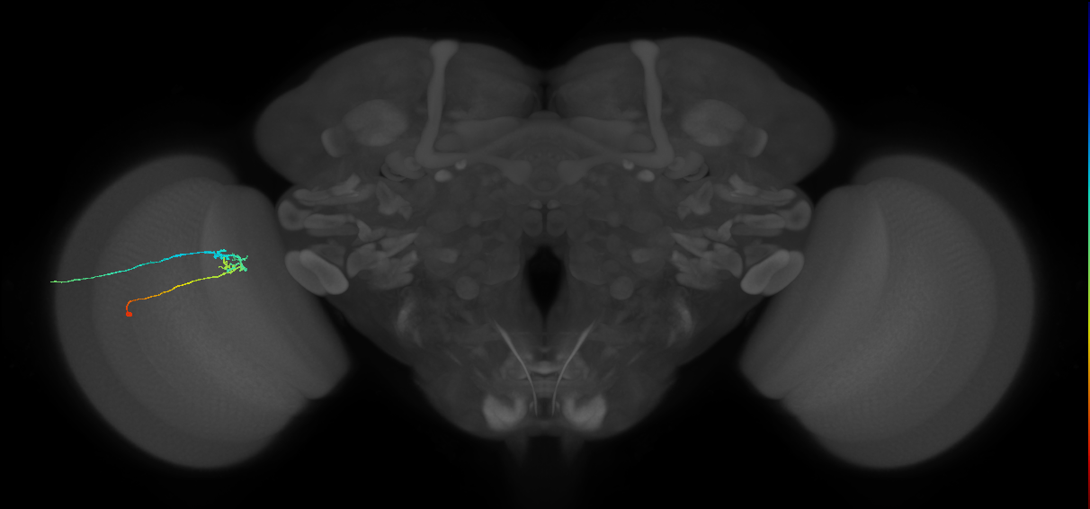 C2_L (MaleCNS:119467)