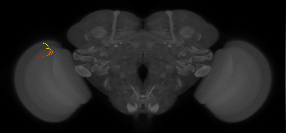 C2_L (MaleCNS:114775)