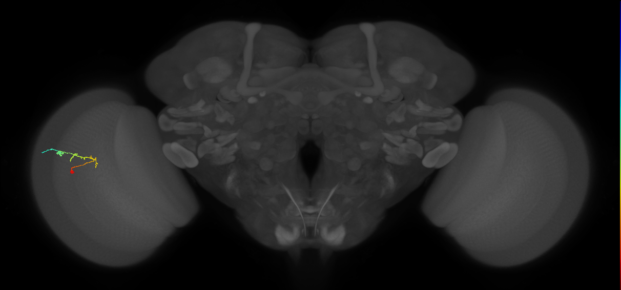 C2_L (MaleCNS:85821)