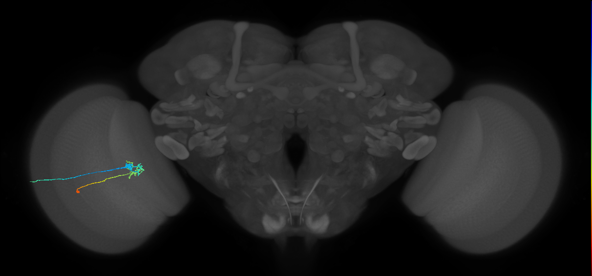 C2_L (MaleCNS:120113)