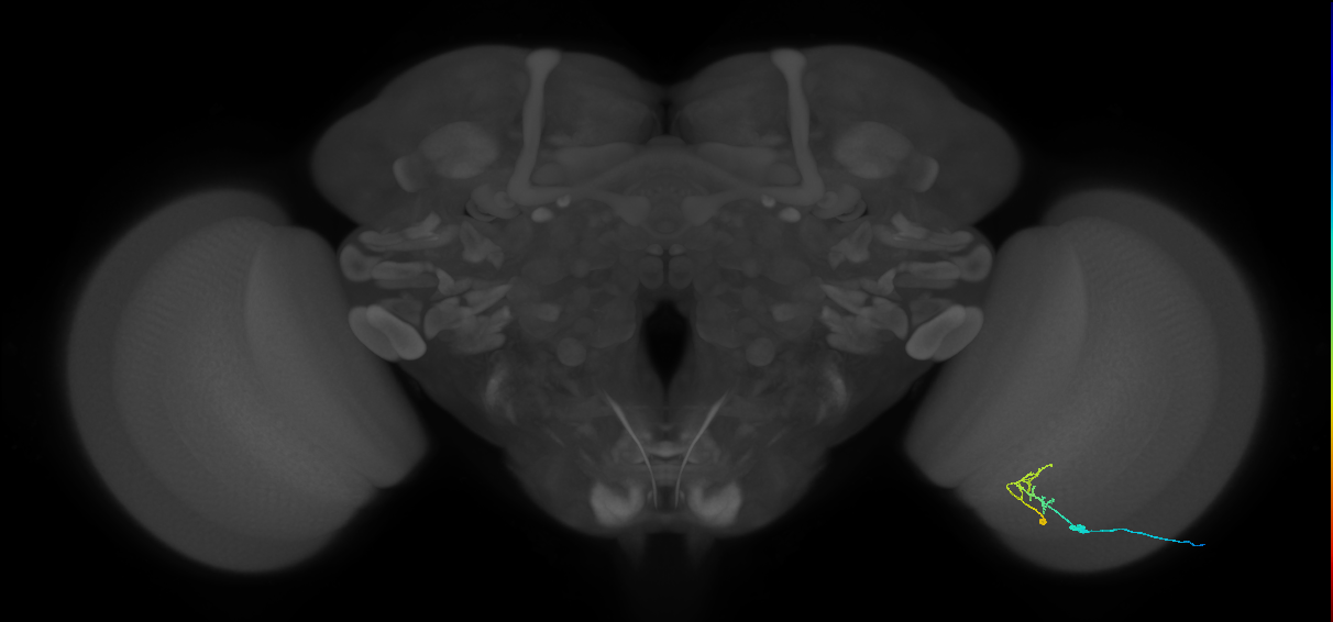 C2_R (MaleCNS:87215)
