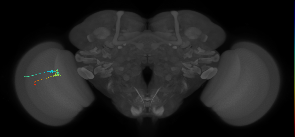 C2_L (MaleCNS:157107)