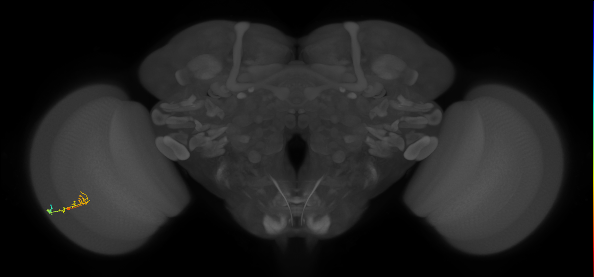 C2_L (MaleCNS:549381)