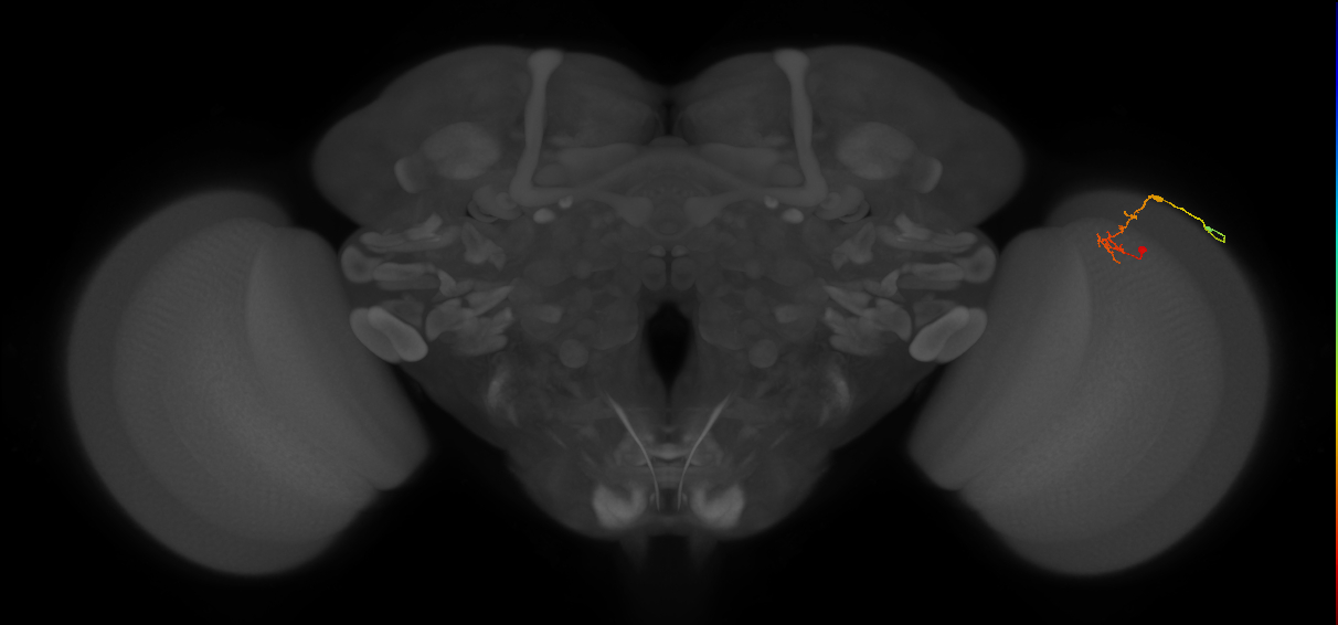 C2_R (MaleCNS:108367)