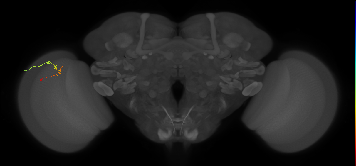 C2_L (MaleCNS:143089)