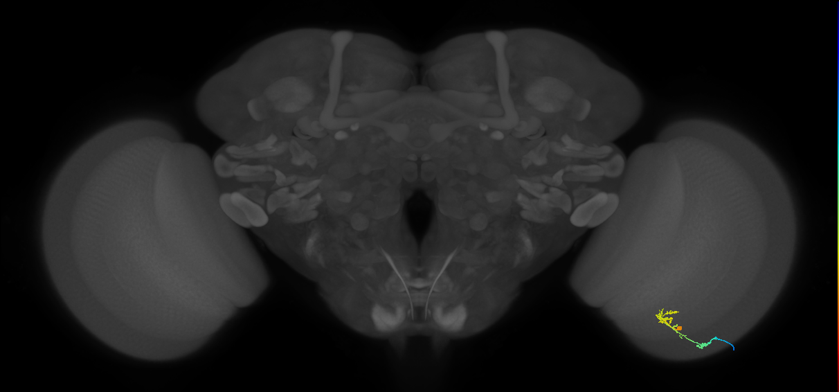 C2_R (MaleCNS:87653)